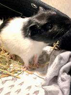 Schattig cavia-zeugje zoekt een liefdevol thuis, Dieren en Toebehoren, Knaagdieren, Cavia, Vrouwelijk, Tam, September