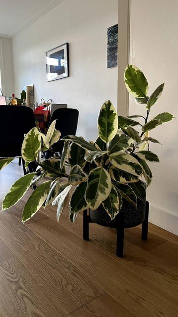 Ficus with pot beschikbaar voor biedingen