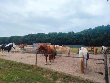 Vrijwilligers gezocht voor Paddock Paradise omgeving Heumen  beschikbaar voor biedingen
