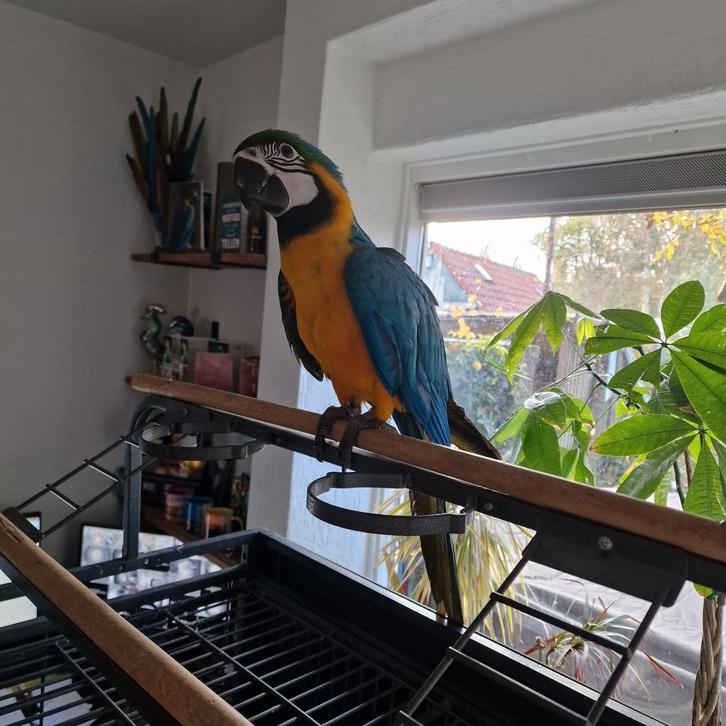 Blauw/gele ara kuiken, Dieren en Toebehoren, Vogels | Parkieten en Papegaaien, Papegaai, Vrouwelijk, Tam, Geringd