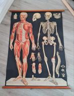 Grote schoolkaart 'het skelet'., Natuur en Biologie, Ophalen of Verzenden