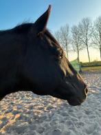 Prachtige Zwarte Ruin – Magnum (9 jaar) Te Koop, Gechipt, Minder dan 160 cm, B, Ruin