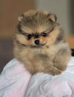 Pomeranian / Pomeriaan  pupjes(7 weekjes jong), Dieren en Toebehoren, Keeshond, CDV (hondenziekte), 8 tot 15 weken, Meerdere