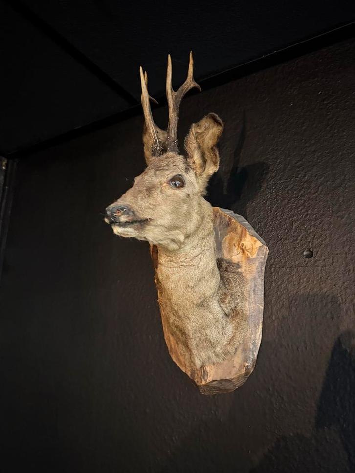 Hert Taxidermie - Wanddecoratie 60x40cm, Antiek en Kunst, Curiosa en Brocante, Ophalen of Verzenden