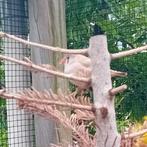 Zebravink koppel, Meerdere dieren, Wildzangvogel