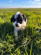 Harlekijn toypoedel dwergpoedel reu 30 december mag hij weg, Poedel, Rabiës (hondsdolheid), 8 tot 15 weken, Meerdere