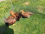 Trio welsumer kriel jong of ruilen, Meerdere dieren, Kip