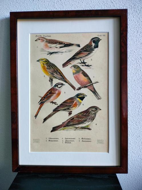 Litho Floericke Ortolaan Gors Goudammer IJsgors 1922, Antiek en Kunst, Kunst | Litho's en Zeefdrukken, Ophalen of Verzenden