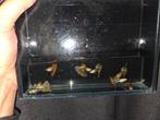 Guppy Paradijs!! Zeer exclusieve rassen. Raszuiver!, Dieren en Toebehoren, Vissen | Aquariumvissen, Vis, Zoetwatervis, Schoolvis