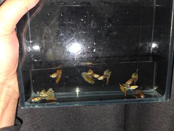 Guppy Paradijs!! Zeer exclusieve rassen. Raszuiver! beschikbaar voor biedingen