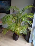 Grote Kamerpalm, ophalen op 27/28 december, Ophalen, Palm, Halfschaduw, In pot
