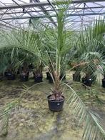 Blauwe palm winterhard Butia capitata 250 cm hoog stam 30 cm, 250 tot 400 cm, Zomer, Palmboom, Ophalen