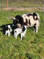 Reserveer tijdig stamboek Jacobschaap ooi en ramlammeren, Dieren en Toebehoren, Schapen, Geiten en Varkens, Meerdere dieren, Schaap