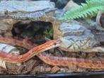 Rattenslang, Dieren en Toebehoren, Reptielen en Amfibieën, Slang