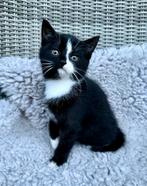 Lieve sociale kittens, Dieren en Toebehoren, Katten en Kittens | Overige Katten, Meerdere dieren, Kortharig, 0 tot 2 jaar