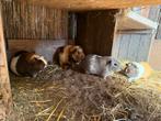 Super lieve cavias, Dieren en Toebehoren, Knaagdieren, Cavia, April, Meerdere dieren, Tam