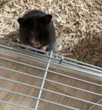 Goudhamster vrouwtje te koop + kooi., Hamster, Juli, Vrouwelijk, Tam