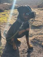Rottweiler, Dieren en Toebehoren, Rabiës (hondsdolheid), Reu, Eén hond, 3 tot 5 jaar