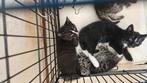 Mogen  gelijk mee, Dieren en Toebehoren