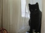 vermist kater, Dieren en Toebehoren, Vermiste en Gevonden Dieren, Kat