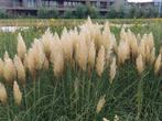 Pampas pluimen, Tuin en Terras, Ophalen, Eenjarig, Overige soorten, Volle zon