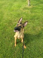 Mechelse herder - Reu van 9 maanden, Dieren en Toebehoren, 15 weken tot 1 jaar, Reu, Eén hond, Herder