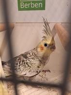 Jonge valkparkieten net uit het blok om tam te  maken, Dieren en Toebehoren, Vogels | Parkieten en Papegaaien, Meerdere dieren