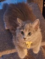 Blauwe Rus kittens met stamboom; Nebelung, Meerdere dieren, Gechipt, 0 tot 2 jaar