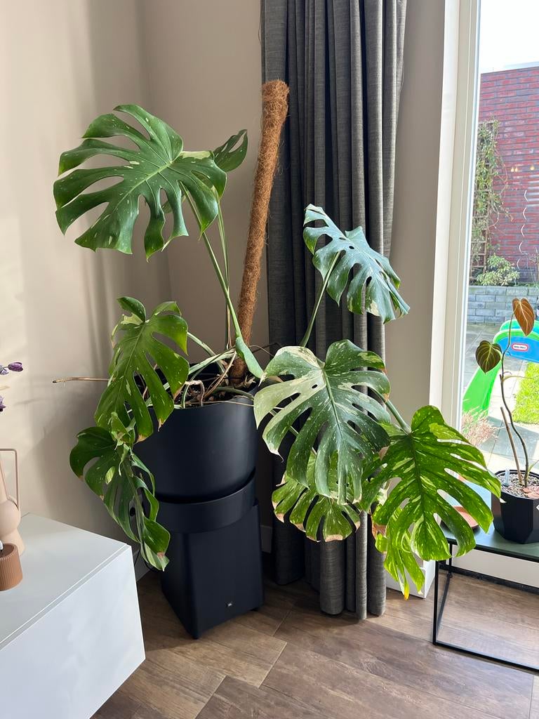 Grote Monstera Thai Constellation met mosstok, Ophalen, 100 tot 150 cm, Overige soorten, Halfschaduw