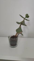 vetplantje in glazen potje, Ophalen, Cactus, Minder dan 100 cm
