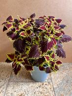 Siernetel Coleus bruin kamerplant planten 45 cm in pot, Ophalen, Overige soorten, Halfschaduw, In pot