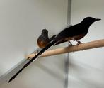 Schamalijster - copsychus malabaricus, Dieren en Toebehoren, Vogels | Overige Vogels, Meerdere dieren, Tropenvogel, Geringd