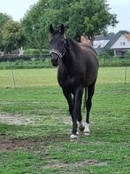 5 Jarige talentvolle E-pony Te Koop, Dieren en Toebehoren, Pony's, Gechipt, Dressuurpony, Zadelmak, 3 tot 6 jaar