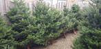 Kerstbomen vanaf 22/11 Blauwspar, Nordmann, Fraser, Overige soorten, Minder dan 100 cm, Zomer, Ophalen