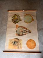 Oog schoolplaat, Ophalen, Natuur en Biologie