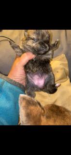 Pomeriaan kruising, 8 tot 15 weken, Teef, Meerdere, Nederland