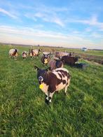 Stalling gezocht, Dieren en Toebehoren, Vrouwelijk, Schaap