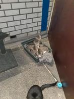Lieve jonge kittens te koop, Dieren en Toebehoren, Katten en Kittens | Overige Katten, Meerdere dieren, Kortharig, 0 tot 2 jaar