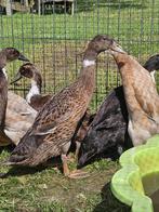 Indische loopeend, Dieren en Toebehoren, Mannelijk, Eend