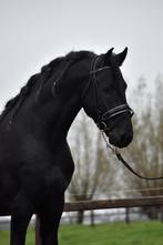 ## FANTASTISCH MOOIE, vriendelijke & MEGA BRAVE Fries ##, Dieren en Toebehoren, Paarden, Dressuurpaard, Hengst, 3 tot 6 jaar, 160 tot 165 cm