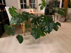 Monstera Plant, Ophalen, Halfschaduw, Minder dan 100 cm