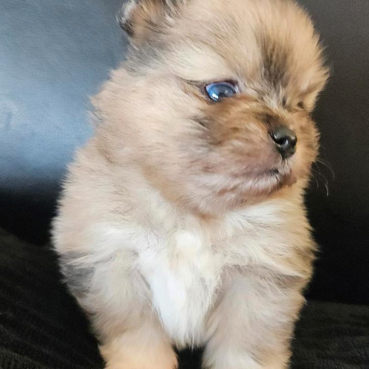 Mooie pomeriaan pups., Dieren en Toebehoren, Honden | Poolhonden, Keeshonden en Oertypen, Meerdere dieren, Particulier, Meerdere