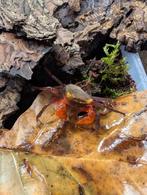 Geosesarma Rouxi, Dieren en Toebehoren, Reptielen en Amfibieën, Overige soorten, 0 tot 2 jaar