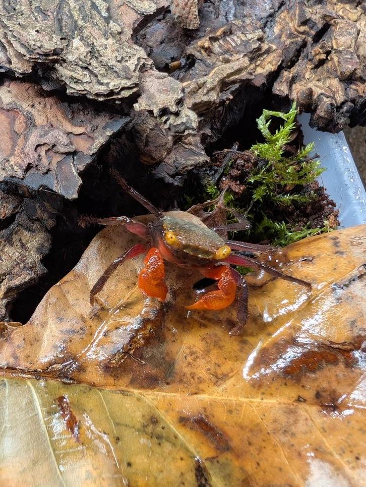 Geosesarma Rouxi, Dieren en Toebehoren, Reptielen en Amfibieën, Overige soorten, 0 tot 2 jaar