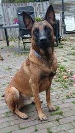 Mechelse Herder zoekt nieuw baasje, Reu, 1 tot 2 jaar, Eén hond, Herder