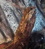 Gargoyle gekko, Dieren en Toebehoren
