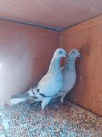 Duiven, Dieren en Toebehoren, Meerdere dieren, Overige soorten