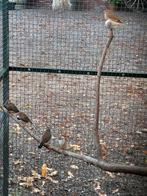 14 zebravinken, Dieren en Toebehoren, Vogels | Overige Vogels, Meerdere dieren, Tropenvogel