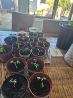 Cherry Tomaten plantjes 3 voor 1.00, Ophalen, Eenjarig, Groenteplanten, Volle zon