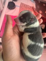 3 reutjes pomsky/chihuahua, Dieren en Toebehoren, Meerdere, Nederland, Particulier, Reu